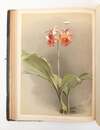REICHENBACHIA. ORCHIDS ILLUSTRATED AND DESCRIBED [Four Volumes]