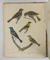 AMERICAN ORNITHOLOGY; OR, THE NATURAL HISTORY OF THE BIRDS OF THE UNITED STATES [Four volumes]