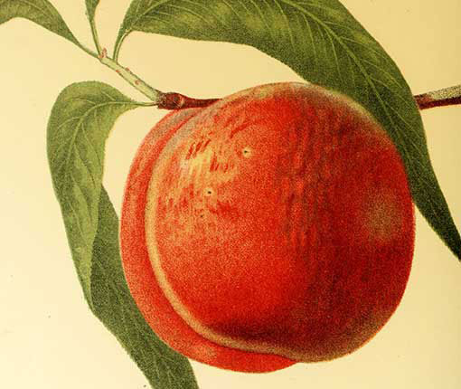 Scientific & Literary Botany