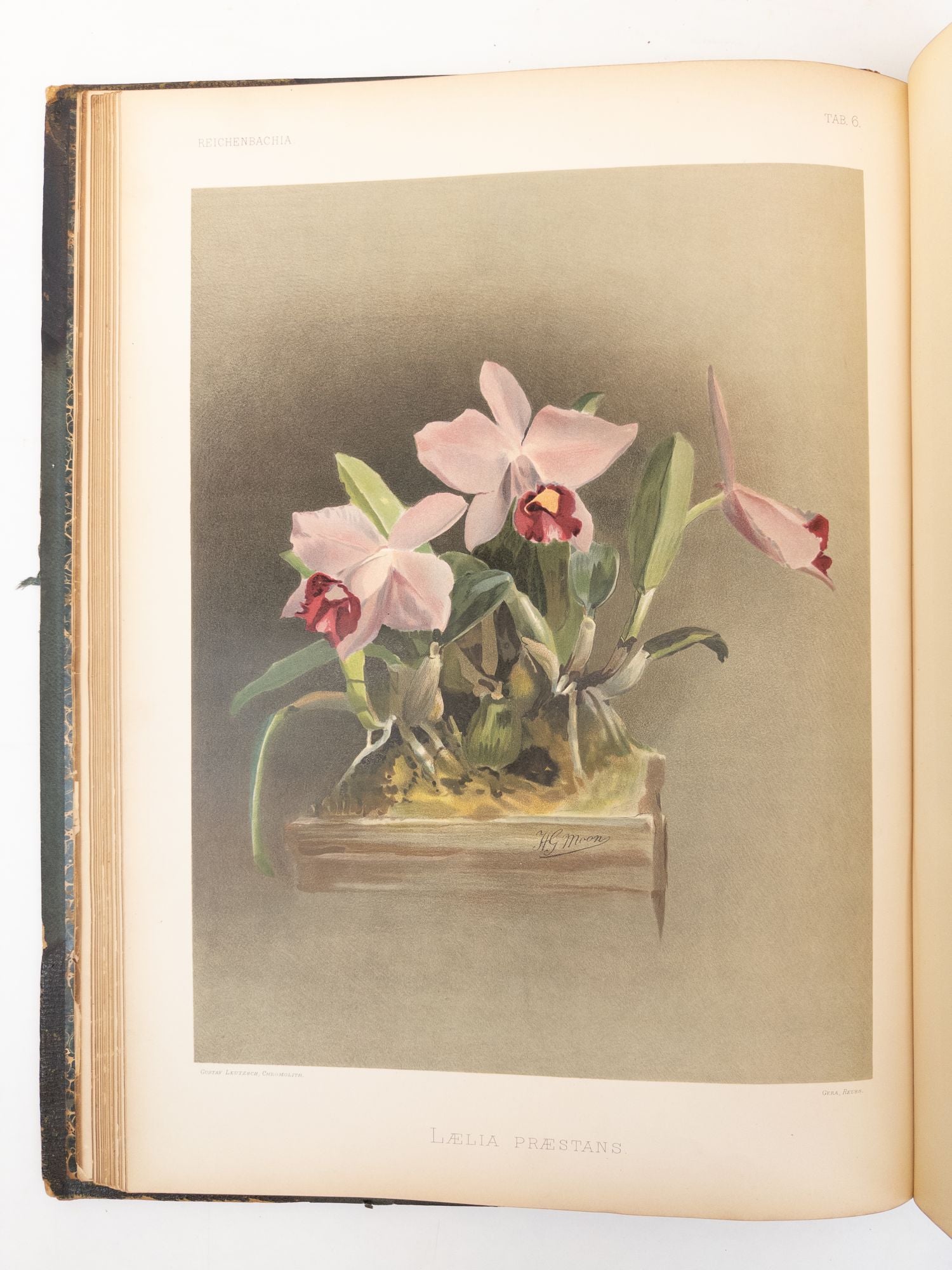 Product Image for REICHENBACHIA. ORCHIDS ILLUSTRATED AND DESCRIBED [Four Volumes]