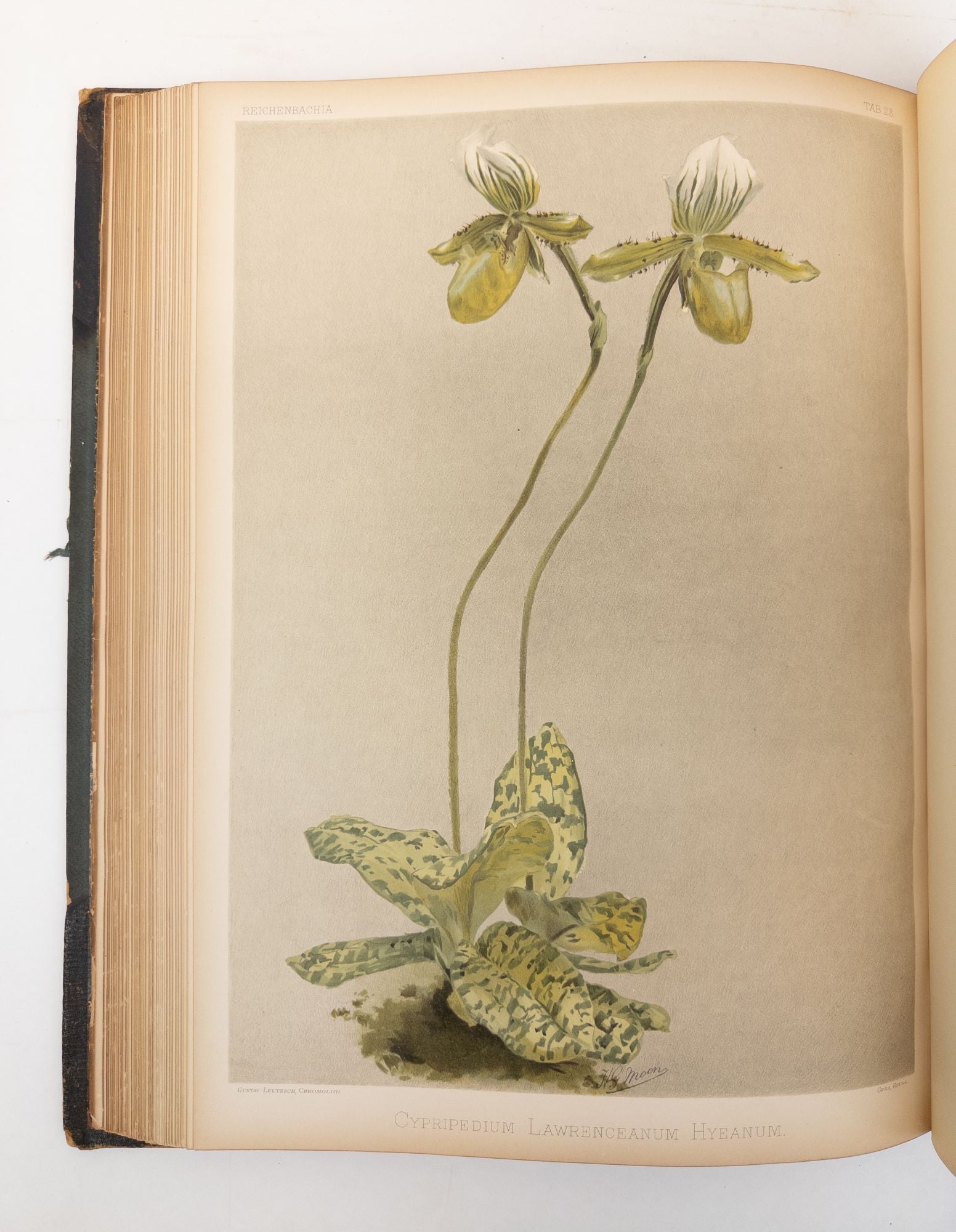 Product Image for REICHENBACHIA. ORCHIDS ILLUSTRATED AND DESCRIBED [Four Volumes]