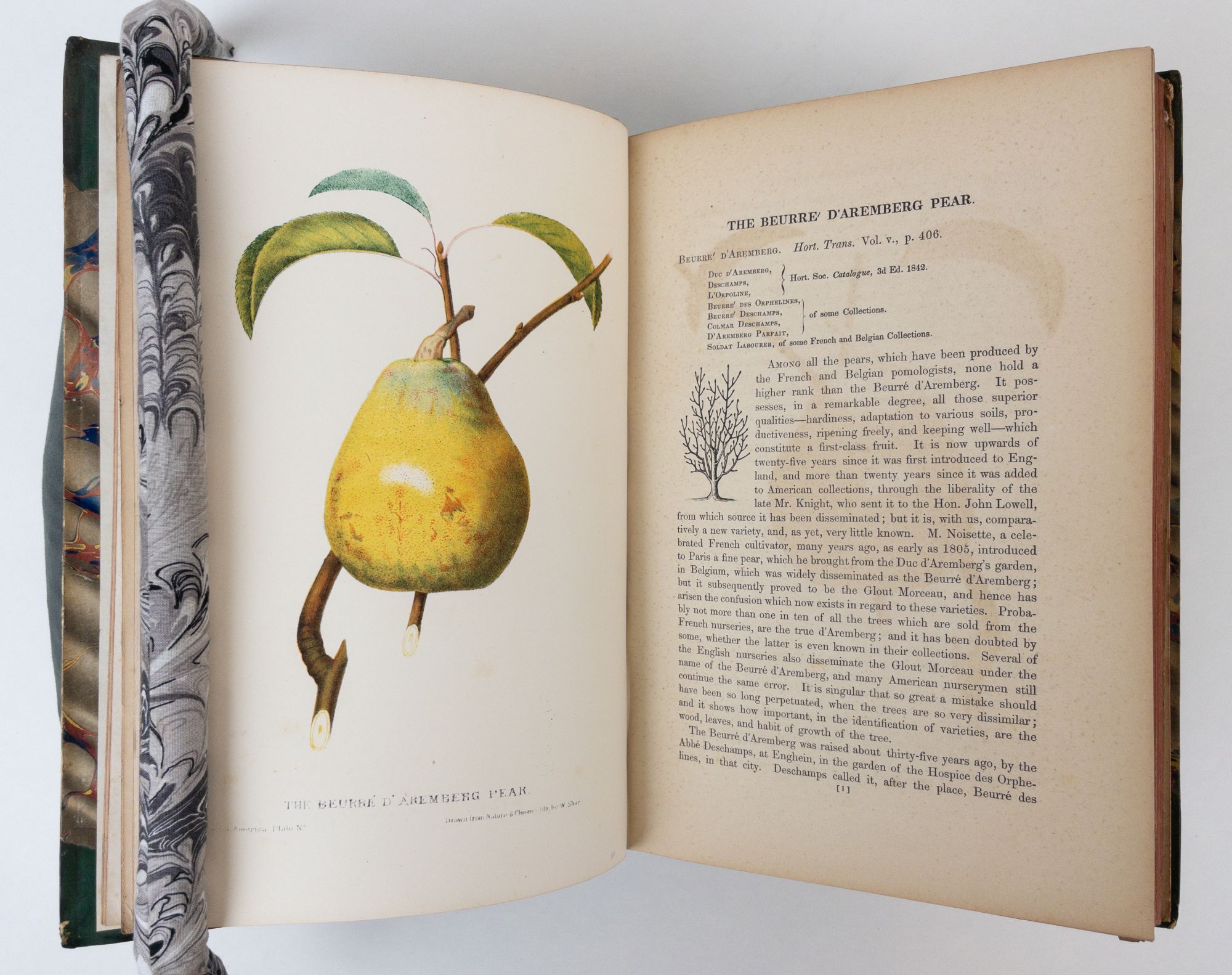 Product Image for THE FRUITS OF AMERICA, CONTAINING RICHLY COLORED FIGURES, AND FULL DESCRIPTIONS OF ALL THE CHOICEST VARIETIES CULTIVATED IN THE UNITED STATES [Two Volumes]