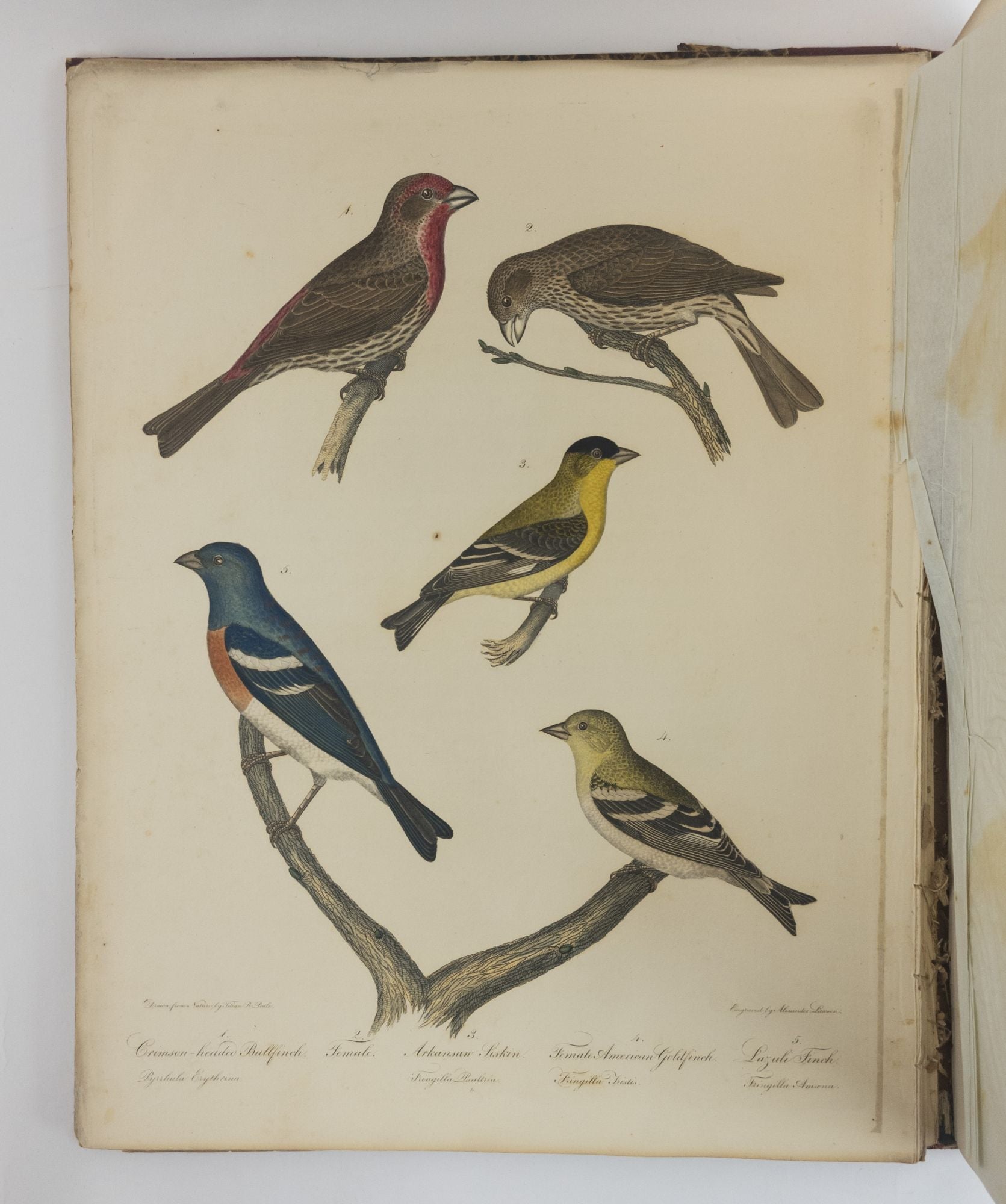 Product Image for AMERICAN ORNITHOLOGY; OR, THE NATURAL HISTORY OF THE BIRDS OF THE UNITED STATES [Four volumes]
